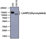 LAMP2 Antibody in Western Blot (WB)