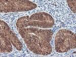 LCMT1 Antibody in Immunohistochemistry (Paraffin) (IHC (P))