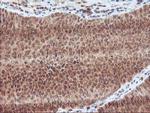 LCMT1 Antibody in Immunohistochemistry (Paraffin) (IHC (P))