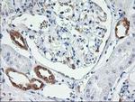 LCMT1 Antibody in Immunohistochemistry (Paraffin) (IHC (P))