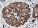 LCMT1 Antibody in Immunohistochemistry (Paraffin) (IHC (P))