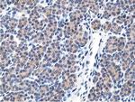 LCMT1 Antibody in Immunohistochemistry (Paraffin) (IHC (P))