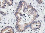 LCMT1 Antibody in Immunohistochemistry (Paraffin) (IHC (P))