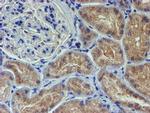 LECT2 Antibody in Immunohistochemistry (Paraffin) (IHC (P))