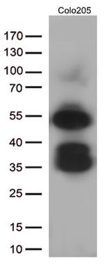 LEF1 Antibody in Western Blot (WB)