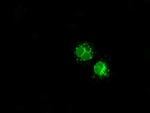 LEMD3 Antibody in Immunocytochemistry (ICC/IF)