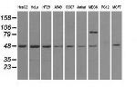 LEMD3 Antibody in Western Blot (WB)