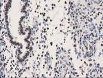 LENG1 Antibody in Immunohistochemistry (Paraffin) (IHC (P))