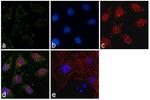 Glutamine Synthetase Antibody in Immunocytochemistry (ICC/IF)