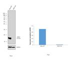 SOD1 Antibody