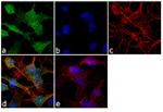 SOD1 Antibody in Immunocytochemistry (ICC/IF)