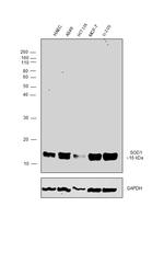 SOD1 Antibody in Western Blot (WB)