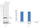 SOD1 Antibody in Western Blot (WB)