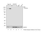 A2M Antibody in Western Blot (WB)