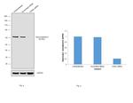 Chromogranin A Antibody in Western Blot (WB)