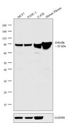 Gelsolin Antibody in Western Blot (WB)