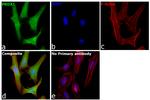 PRDX1 Antibody in Immunocytochemistry (ICC/IF)