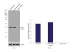 PRDX1 Antibody in Western Blot (WB)