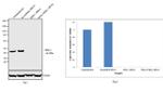 ERK1 Antibody in Western Blot (WB)