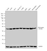 PP2A alpha Antibody in Western Blot (WB)