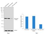 PP2A alpha Antibody