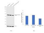 GSR Antibody in Western Blot (WB)