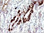 LGALS3 Antibody in Immunohistochemistry (Paraffin) (IHC (P))