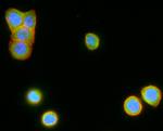 LGR5 Antibody in Immunocytochemistry (ICC/IF)