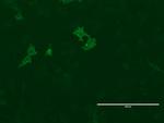 LGR5 Antibody in Immunocytochemistry (ICC/IF)