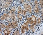 LIPG Antibody in Immunohistochemistry (Paraffin) (IHC (P))