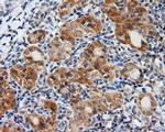 LIPG Antibody in Immunohistochemistry (Paraffin) (IHC (P))