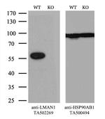 LMAN1 Antibody