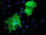 LMCD1 Antibody in Immunocytochemistry (ICC/IF)