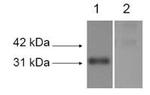 LOX Antibody in Western Blot (WB)