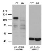 LOXL2 Antibody