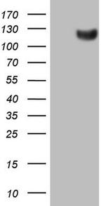 LOXL2 Antibody in Western Blot (WB)