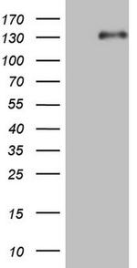 LPIN1 Antibody in Western Blot (WB)