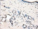 LTA4H Antibody in Immunohistochemistry (Paraffin) (IHC (P))