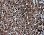 LTA4H Antibody in Immunohistochemistry (Paraffin) (IHC (P))