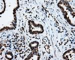 LTA4H Antibody in Immunohistochemistry (Paraffin) (IHC (P))