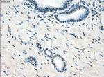 LTA4H Antibody in Immunohistochemistry (Paraffin) (IHC (P))