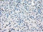 LTA4H Antibody in Immunohistochemistry (Paraffin) (IHC (P))