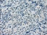 LTA4H Antibody in Immunohistochemistry (Paraffin) (IHC (P))