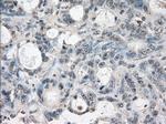 LTA4H Antibody in Immunohistochemistry (Paraffin) (IHC (P))