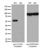 LTA4H Antibody