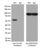 LTA4H Antibody in Western Blot (WB)