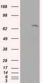 LTA4H Antibody in Western Blot (WB)