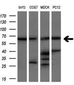 LTA4H Antibody in Western Blot (WB)