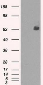 LTA4H Antibody in Western Blot (WB)