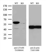 LTA4H Antibody in Western Blot (WB)